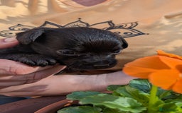 Chipoo dogs for sale: Health tested, non shed chipoos - Image 24