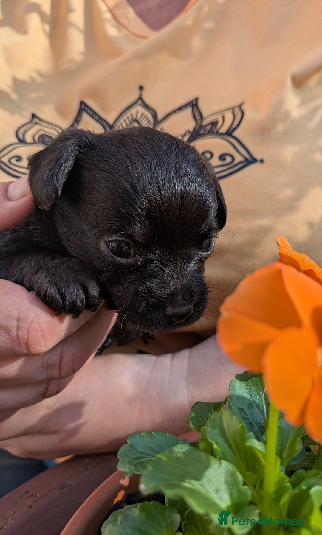 Chipoo dogs for sale: Health tested, non shed chipoos - Image 24