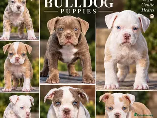 Olde English Bulldogge dogs DONT LET YOUR DREAMS JUST BE DREAMS - Advert 5