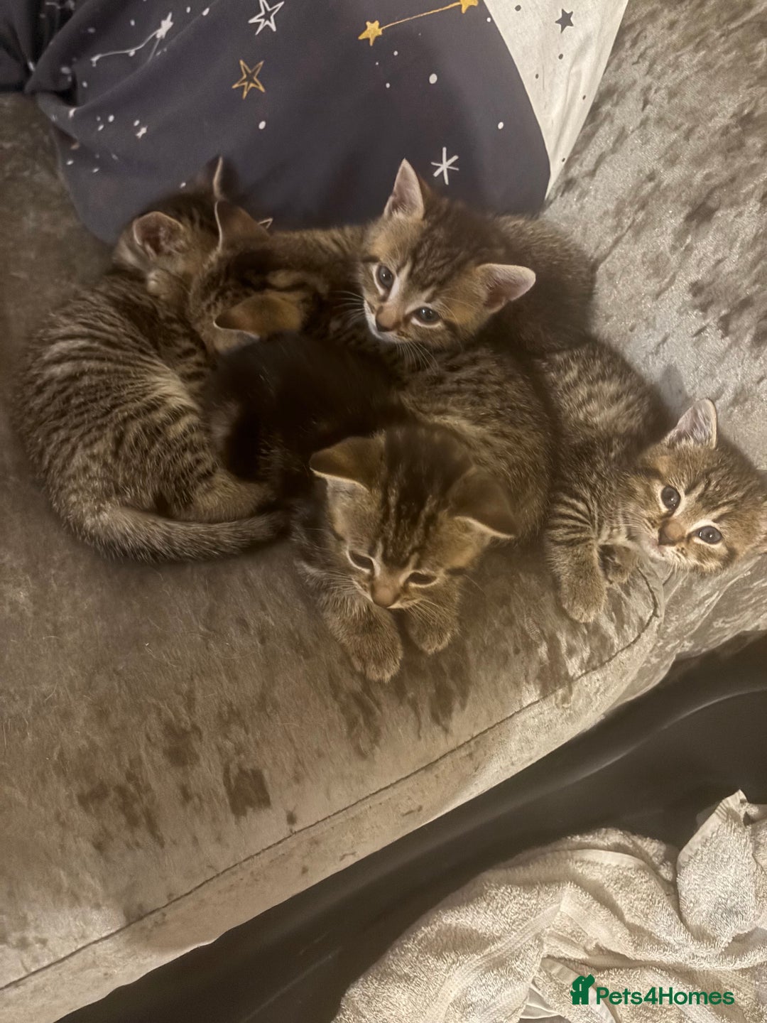 Bengal cats for sale: Last bengle girl  - Advert 4