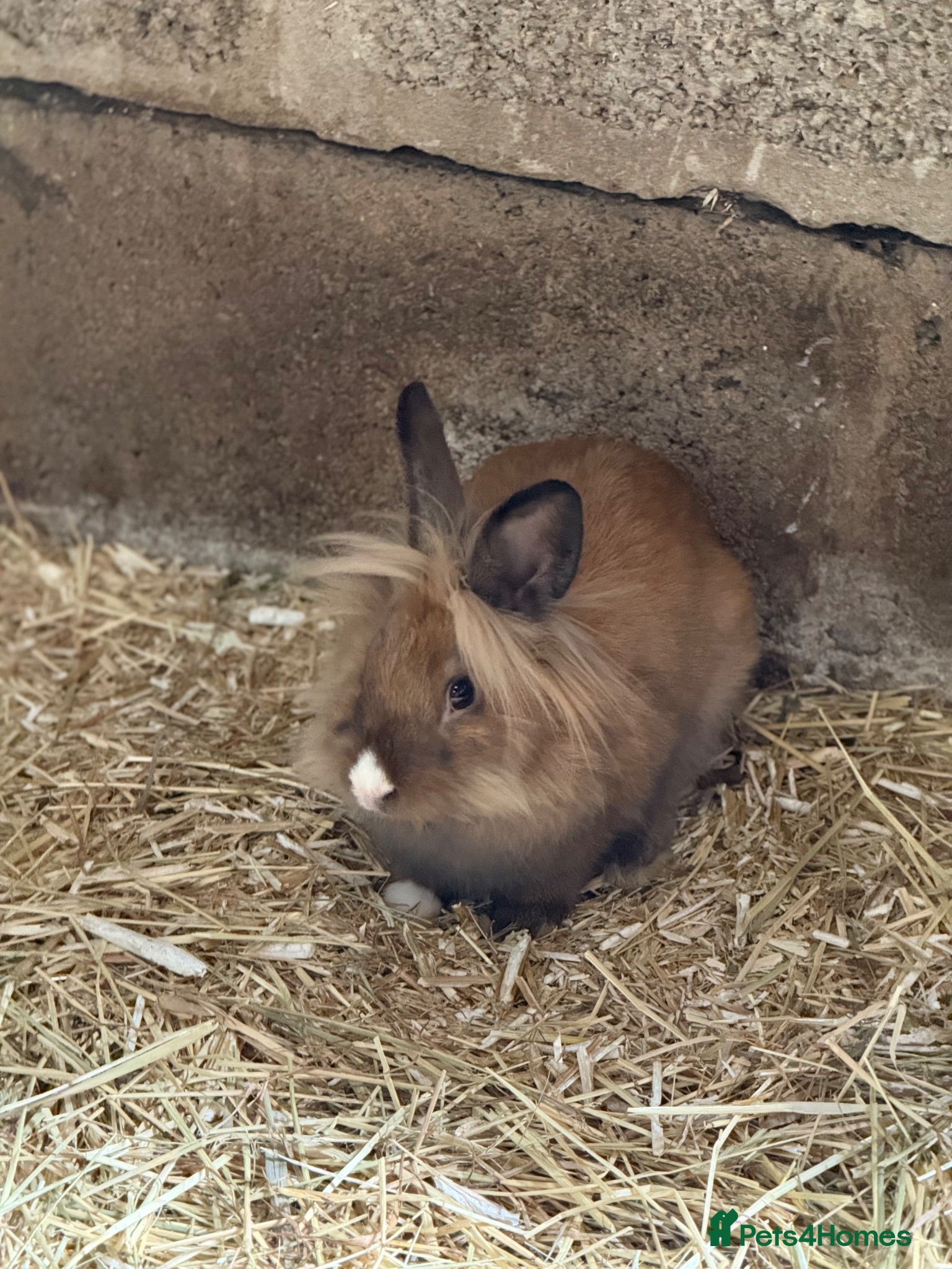 Lionhead rabbits 2 x lionhead bucks - Advert 1