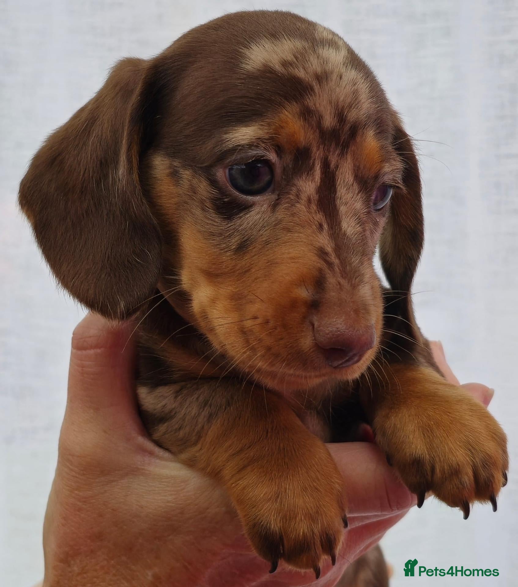 Miniature Dachshund dogs Beautiful miniature smooth-Haired Dachshunds pups - Advert 1