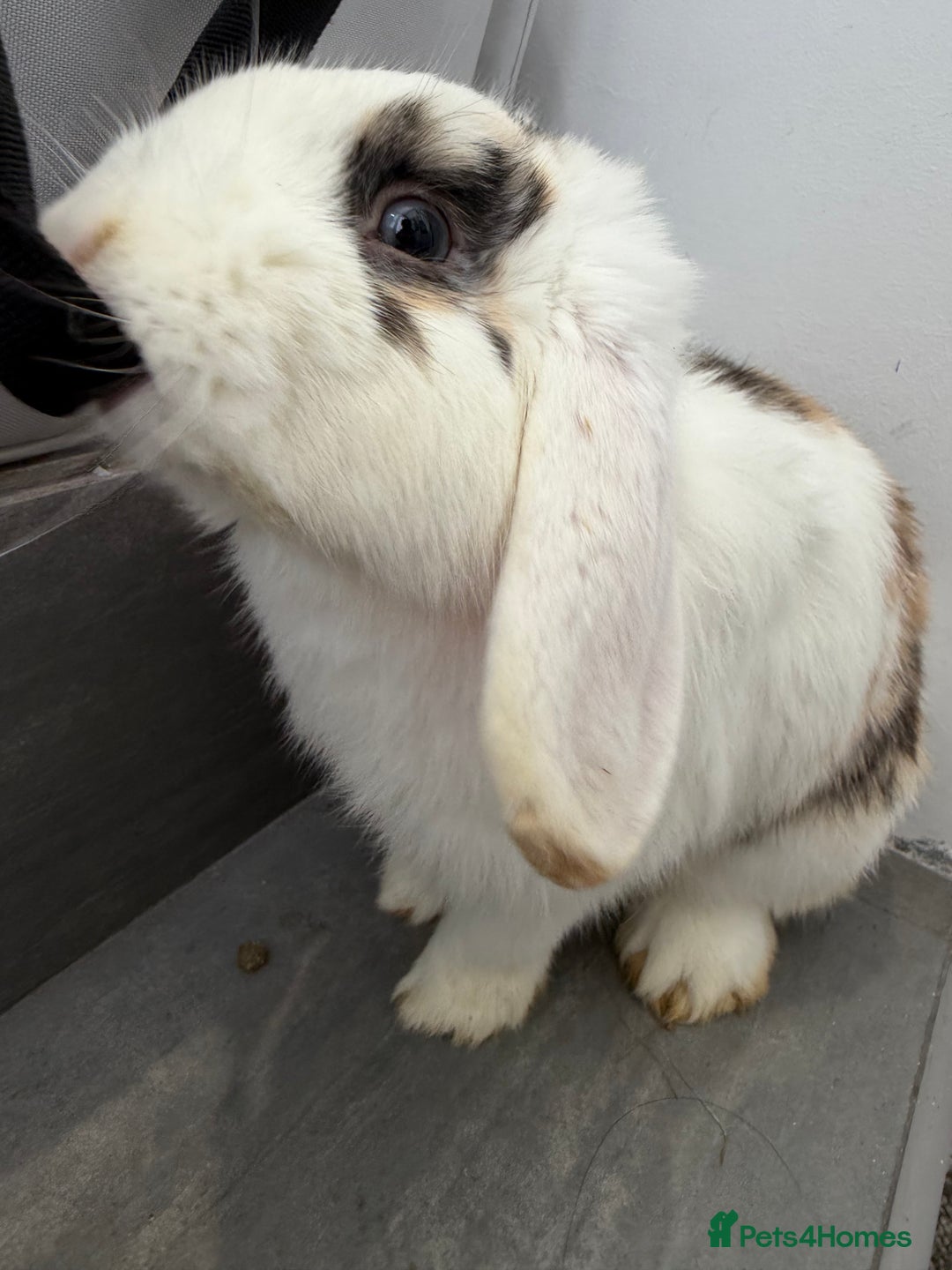 Mini Lop rabbits for sale: Lop & Lion head Rabbit  - Image 2