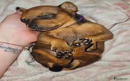 Miniature Pinscher dogs for sale: Miniature Pinscher puppies! - Image 8