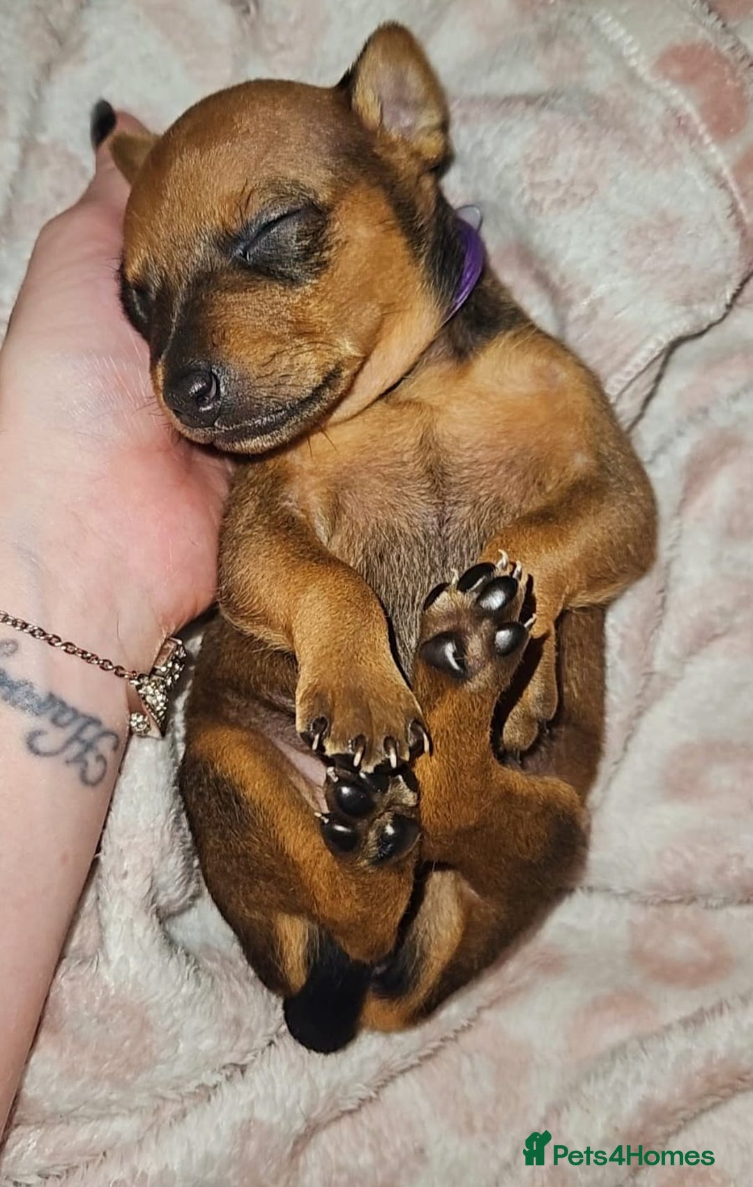 Miniature Pinscher dogs for sale: Miniature Pinscher puppies! - Image 8