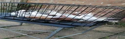 Pigeons birds for sale: Beautiful health Romanian Rollers in Norwich - Advert 1