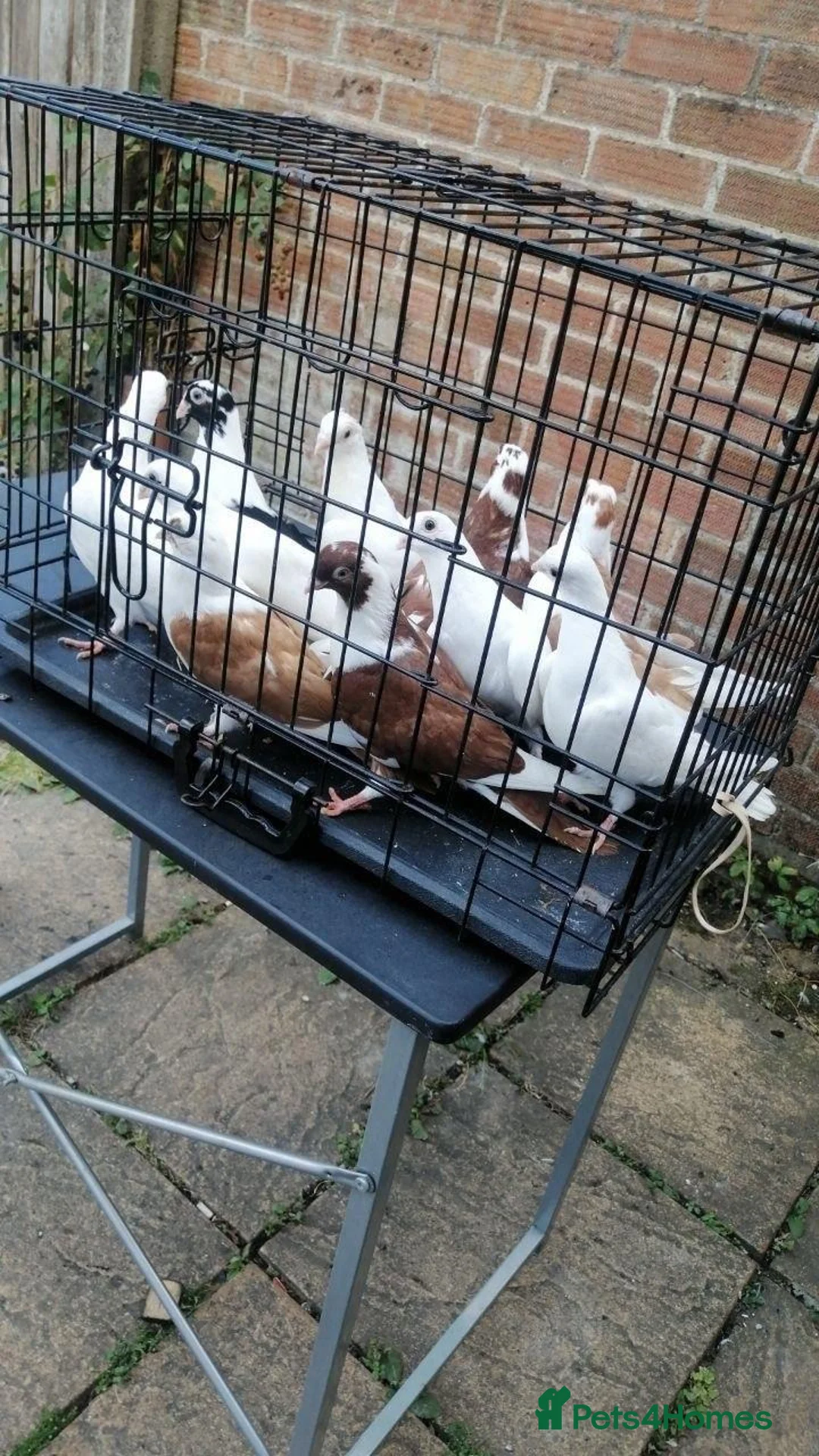 Pigeons birds for sale: Beautiful health Romanian Rollers in Norwich - Advert 1
