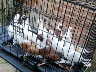 Pigeons birds Beautiful health Romanian Rollers - Advert 1