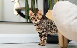 Bengal cats for sale: Top quality Bengal Girl- TICA reg.- AVAILABLE NOW - Advert 16