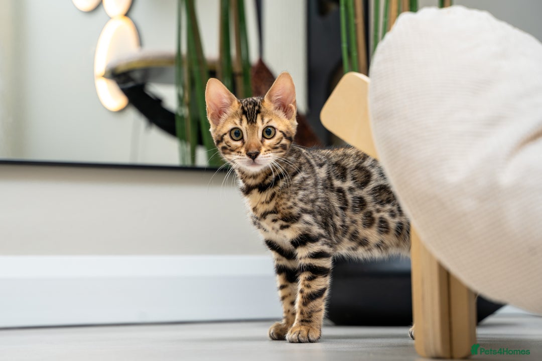 Bengal cats for sale: Top quality Bengal Girl- TICA reg.- AVAILABLE NOW - Advert 16