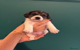 Mixed Breed dogs for sale: Dachshund x Jack Russel Puppies  - Image 4