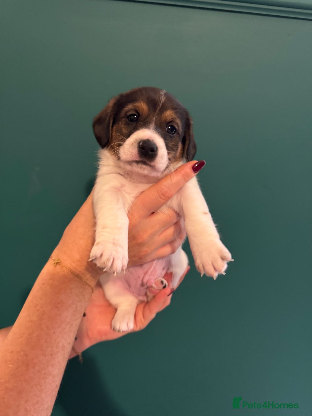 Mixed Breed dogs for sale: Dachshund x Jack Russel Puppies  - Image 4