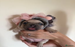 French Bulldog dogs for sale: Stunning platinum and lilac fawn boys and girls - Image 20