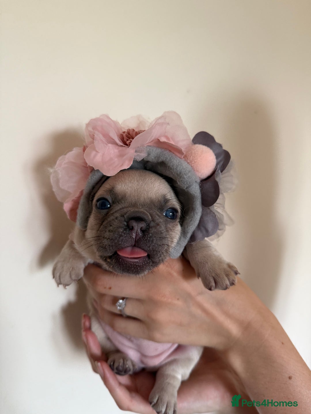 French Bulldog dogs for sale: Stunning platinum and lilac fawn boys and girls - Image 20