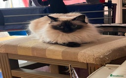Ragdoll cats for sale:  Rehoming Ragdoll Cats. Indoor Homes Onlyz  - Image 11