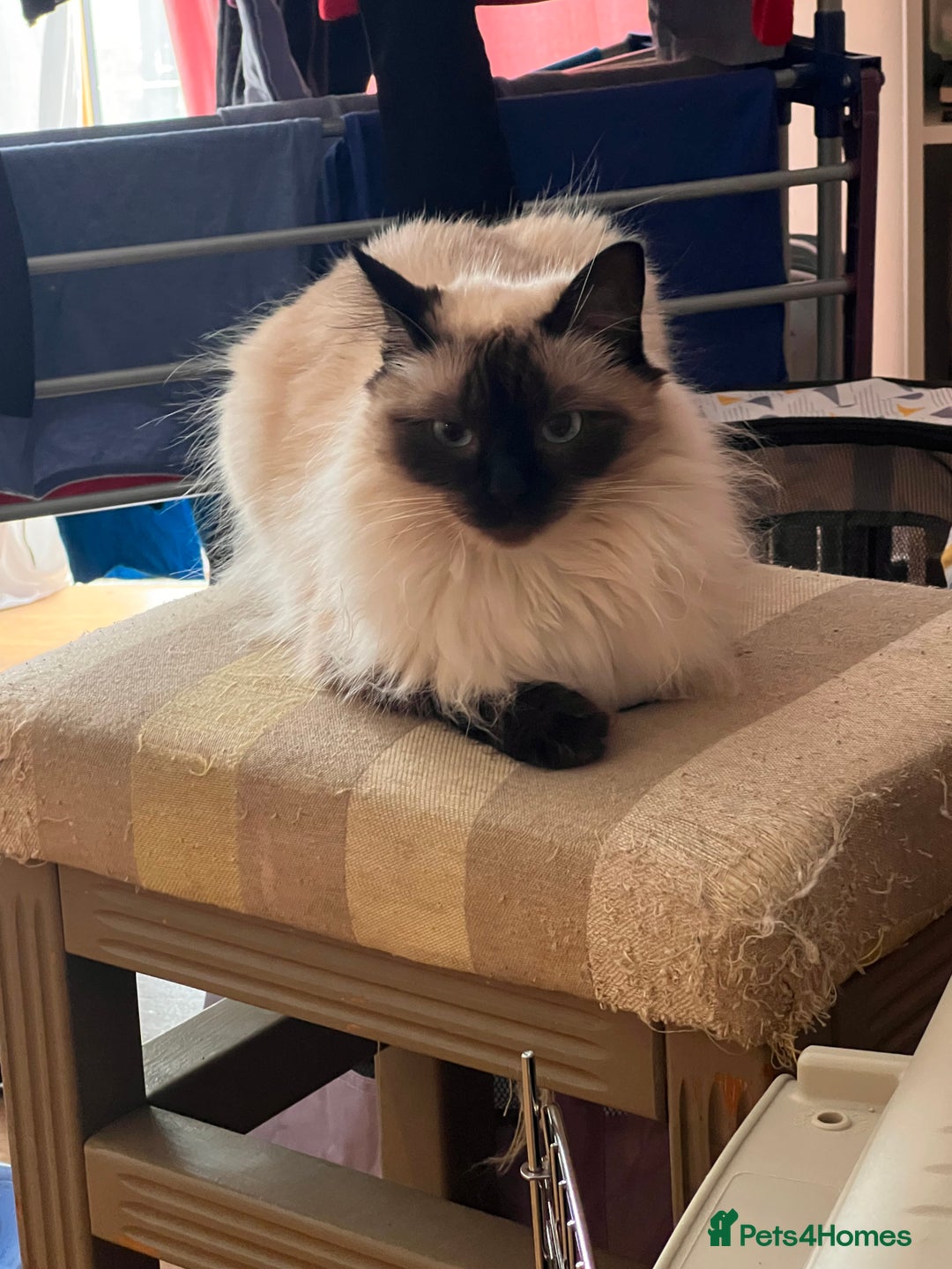 Ragdoll cats for sale:  Rehoming Ragdoll Cats. Indoor Homes Onlyz  - Image 11