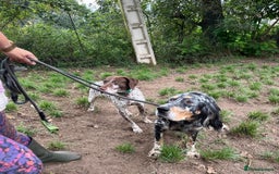 English Setter dogs for adoption: Whisky - Image 4