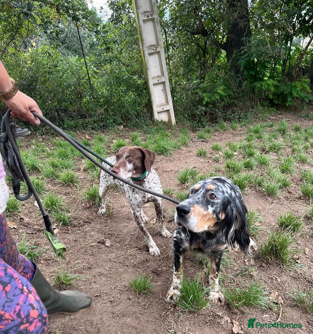 English Setter dogs for adoption: Whisky - Image 4