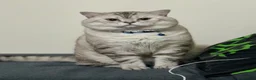 Mixed Breed cats for sale: 🩵 Blue eyed boy Brucie  🩵 - Advert 5