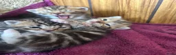 Persian cats for sale: X6 Beautiful fluffy persian X Bengal kittens  - Advert 6