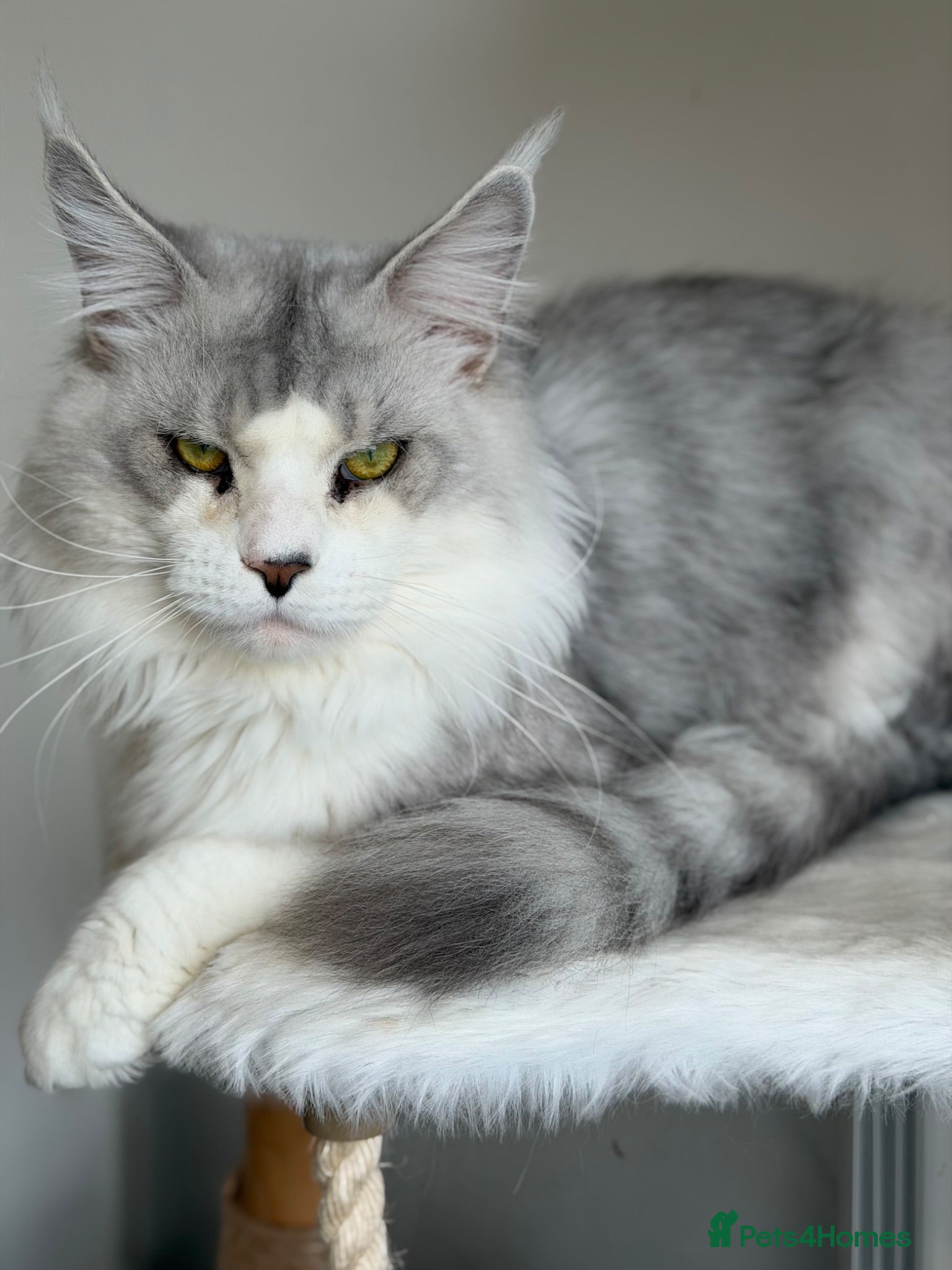 Maine Coon cats Rare and Unique Active Registered Maine Coon - Advert 1