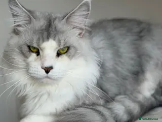 Maine Coon cats Rare and Unique Active Registered Maine Coon - Advert 9