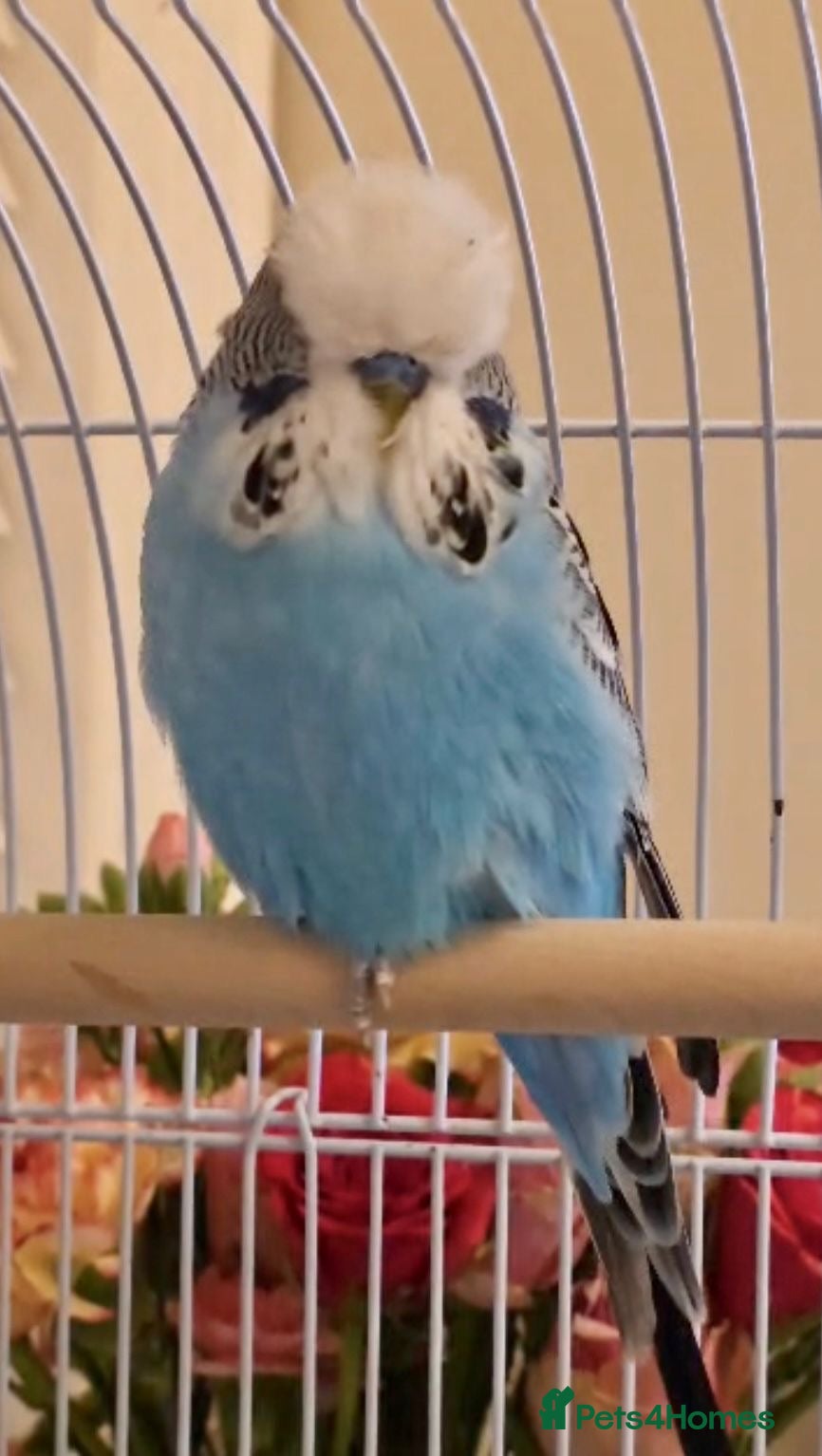 Budgerigars birds Beautiful Blue Budgie looking for loving new home  - Advert 1