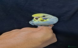 Budgerigars birds for sale: Silly hand tamed baby budgies for sale  - Image 19