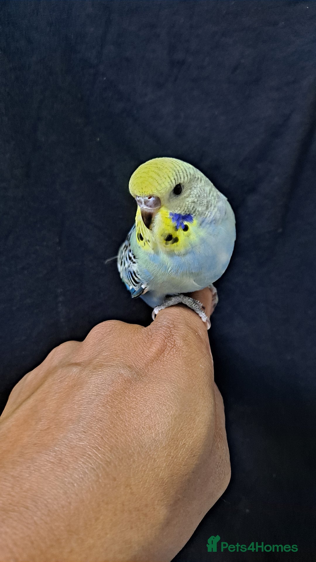 Budgerigars birds for sale: Silly hand tamed baby budgies for sale  - Image 19