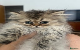 Persian cats for sale: Fluffiest Doll Face Persian Kitten - Image 1
