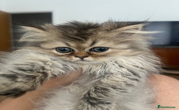 Persian cats - Advert 2