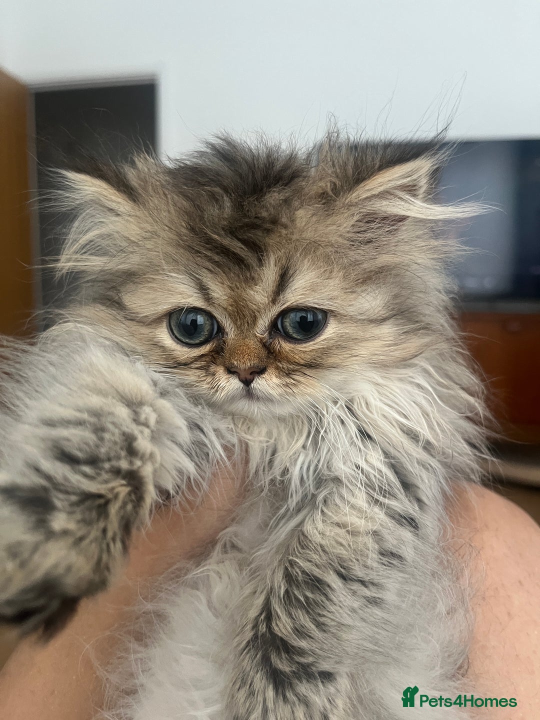 Persian cats for sale: Fluffiest Doll Face Persian Kitten - Image 1