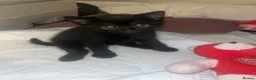 Mixed Breed cats for sale: Kittens for sale  - Advert 3