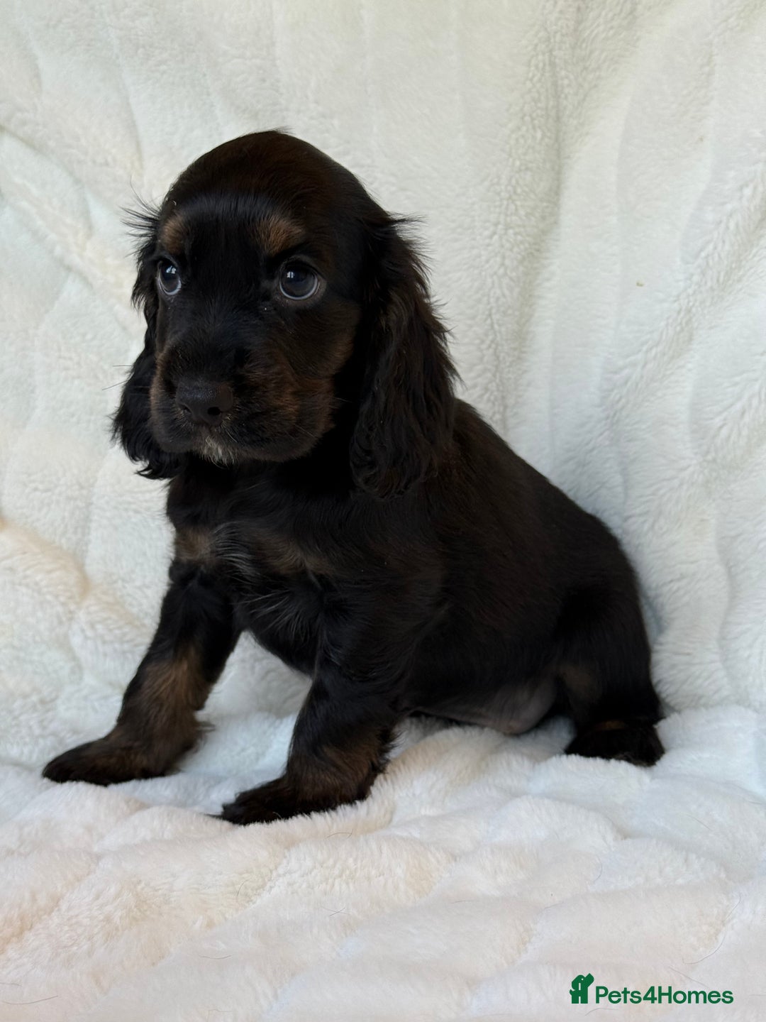 Cocker Spaniel dogs for sale: 🌟Show Cocker spaniel puppies🌟 - Advert 17
