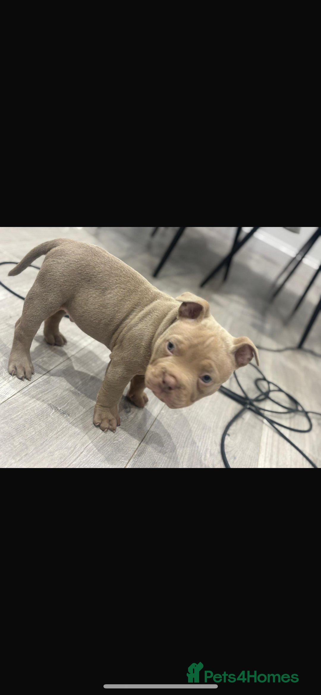 American Bully dogs for sale: Beautiful pocket bully’s final boy remaining  - Image 6