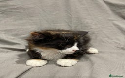 Mixed Breed cats for sale: Kittens for sale  - Image 5