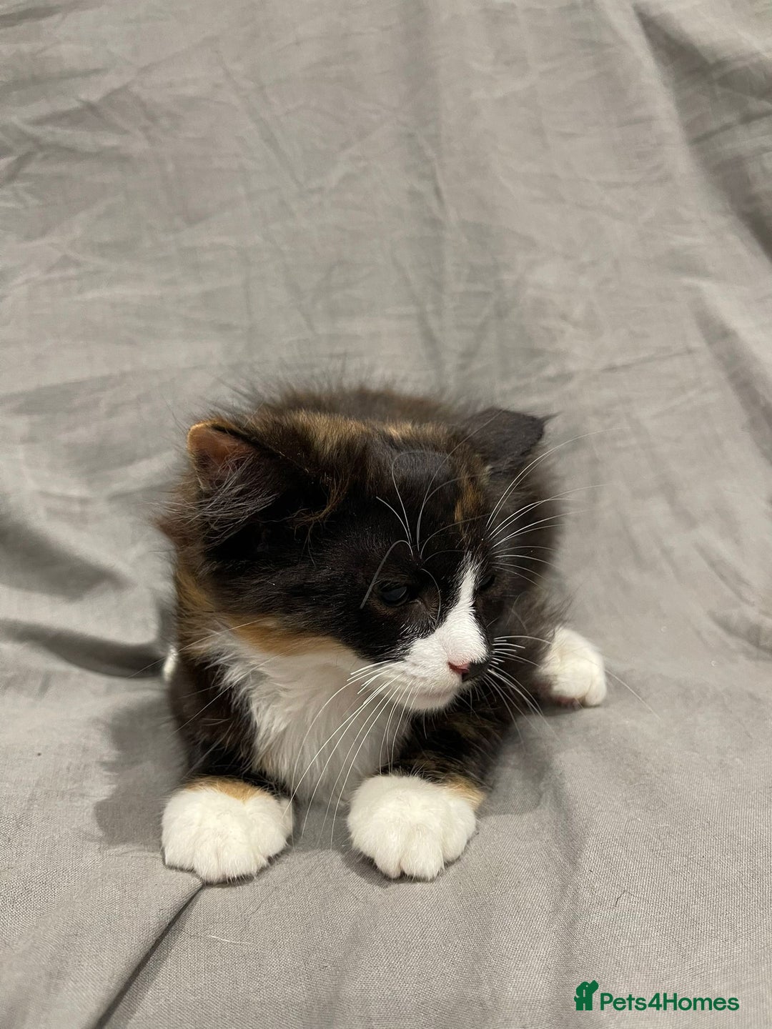 Mixed Breed cats for sale: Kittens for sale  - Image 5