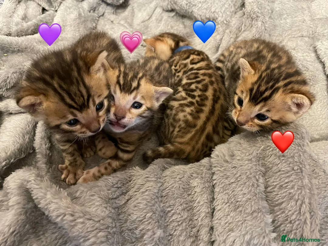 Bengal cats for sale: 🌟 TICA Bengal Kittens | Champion Bloodlines 🌟 - Advert 3