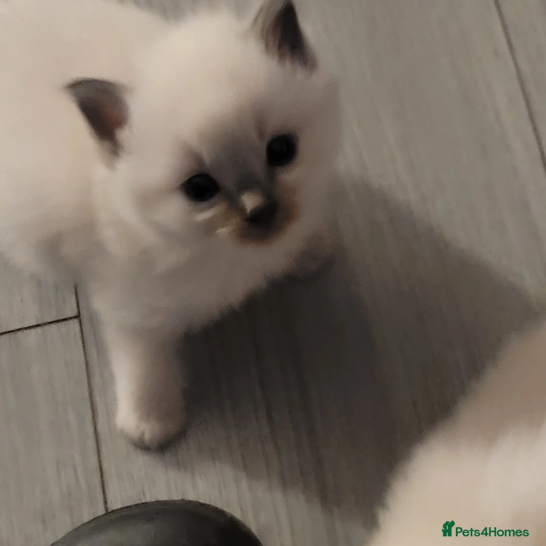 Ragdoll cats for sale: Ragdoll kittens for sale  - Advert 11