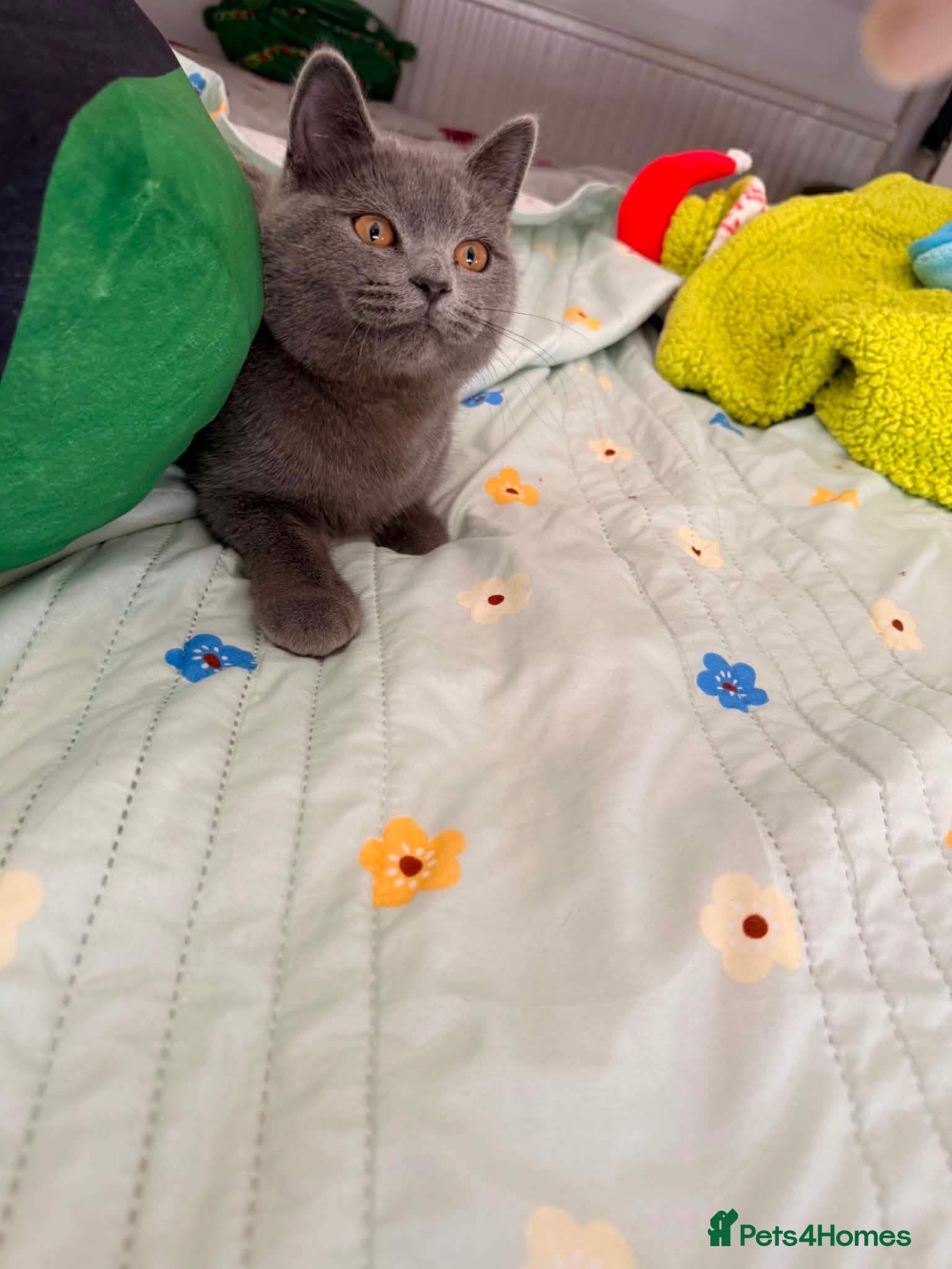 British Shorthair cats BRITISH SHORT HAIR FLUFFY BABY - Advert 2