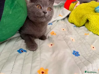 British Shorthair cats BRITISH SHORT HAIR FLUFFY BABY - Advert 1