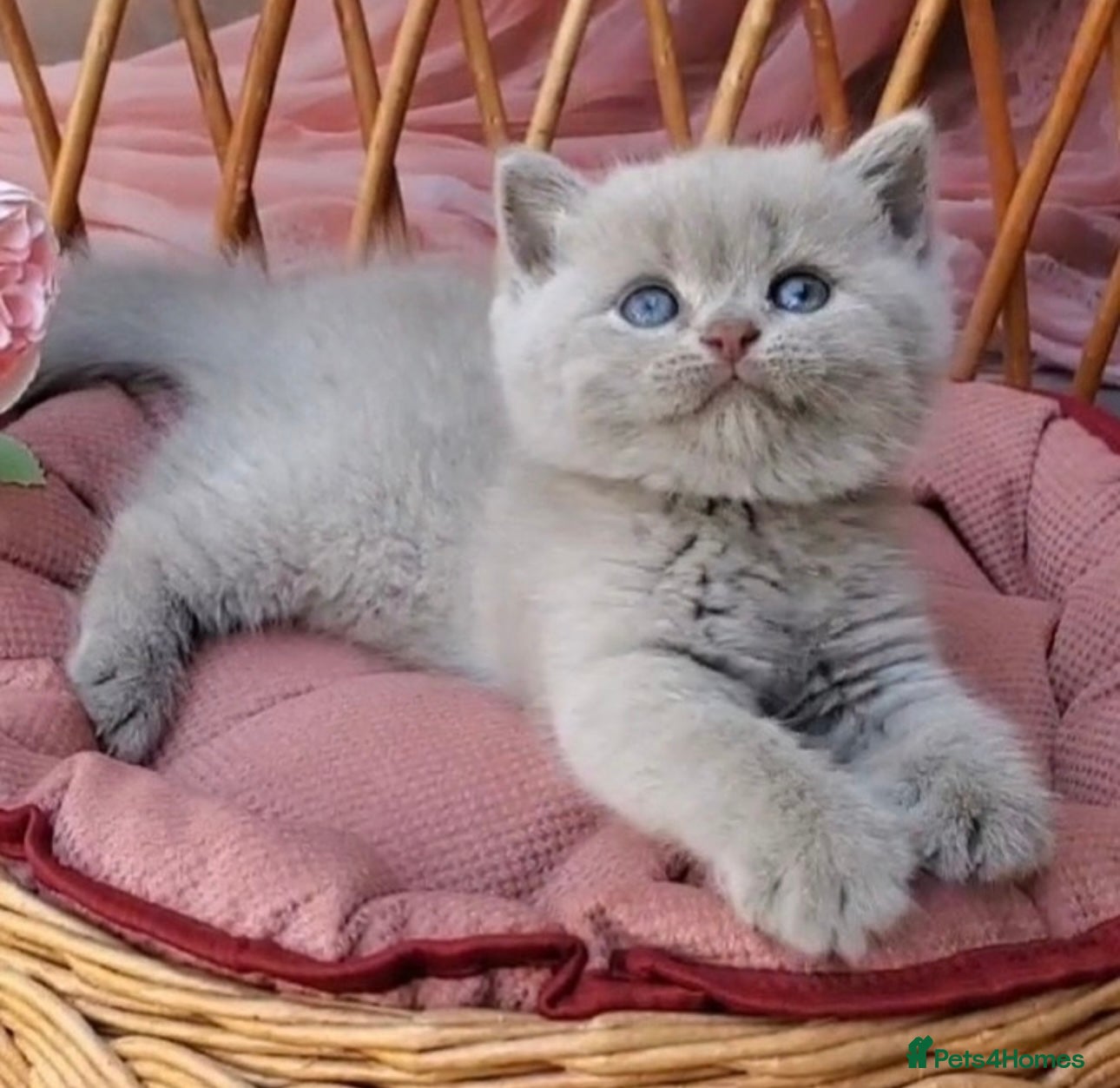 British Shorthair cats Beautiful chunky lilac British shorthair kittens - Advert 7