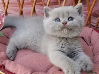 British Shorthair cats Beautiful chunky lilac British shorthair kittens - Advert 7