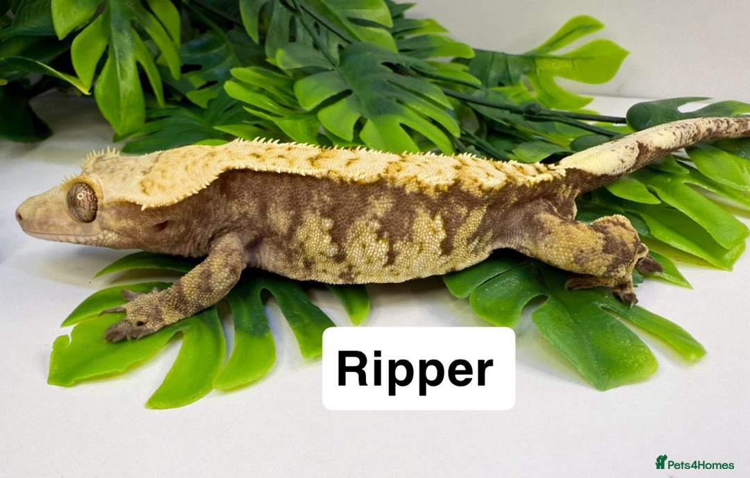 Gecko reptiles for sale: Crested geckos  - Advert 7