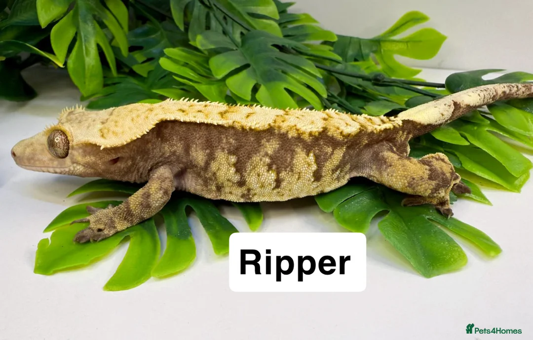 Gecko reptiles for sale: Crested geckos  - Advert 5