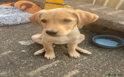 Goldador dogs for sale: Goldador Puppies for sale  - Image 16