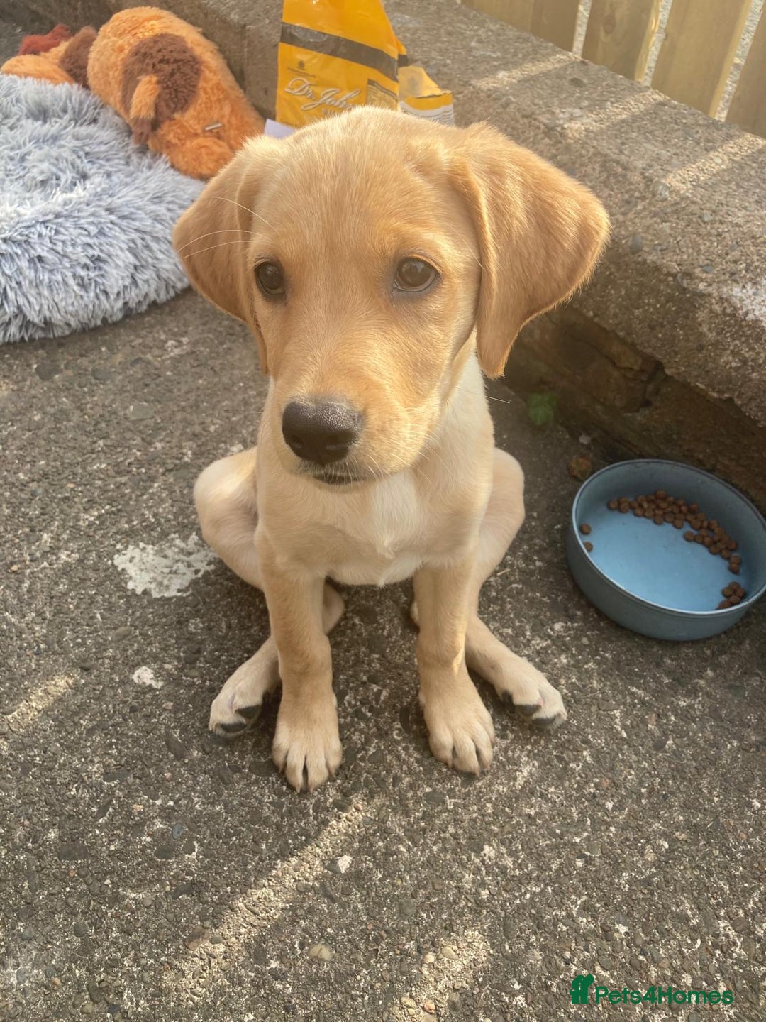 Goldador dogs for sale: Goldador Puppies for sale  - Image 16