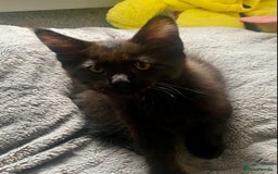 Maine Coon cats for sale: Last beautiful boy Mainecoons health checked - Image 8