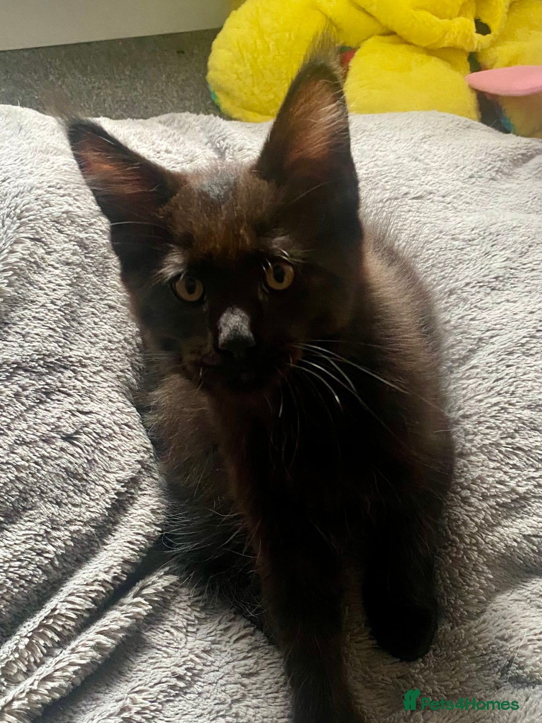 Maine Coon cats for sale: Last beautiful boy Mainecoons health checked - Image 8