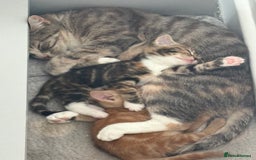 Domestic Shorthair cats for sale: Two beautiful domestic shorthair kittens - Image 6
